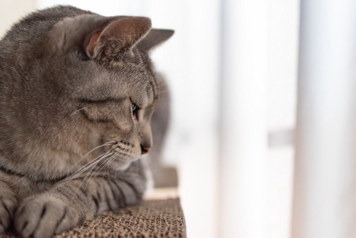 下を見る猫の横顔