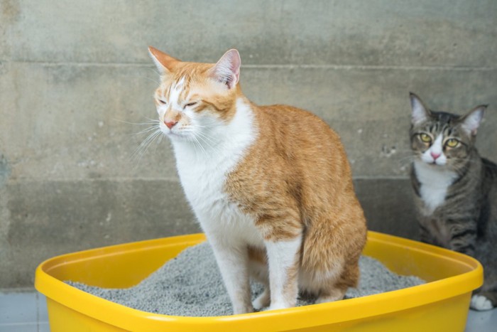 排泄をする猫