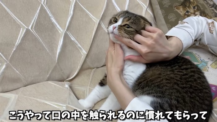 歯磨きをする猫