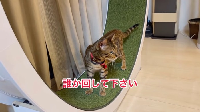 回し車で立っている猫