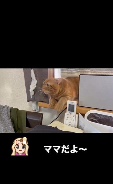 窓辺に寝そべっている猫