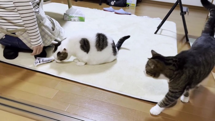 落ちたおやつを気にするブチ猫とキジシロ