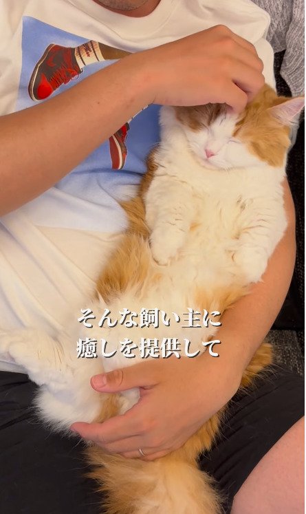 飼い主さんを癒す猫