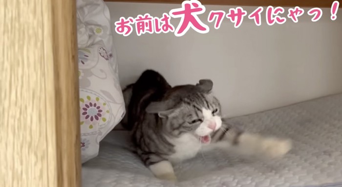 2度目の猫パンチ