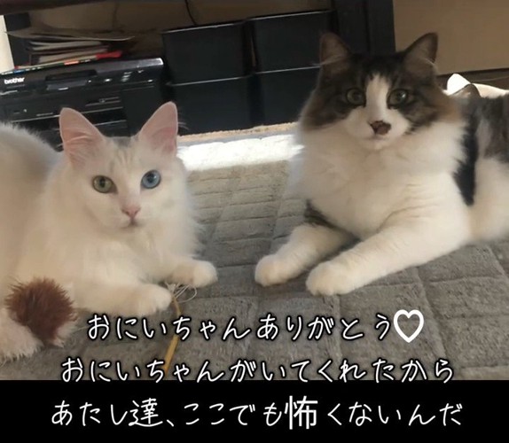 カメラ目線の2匹の猫