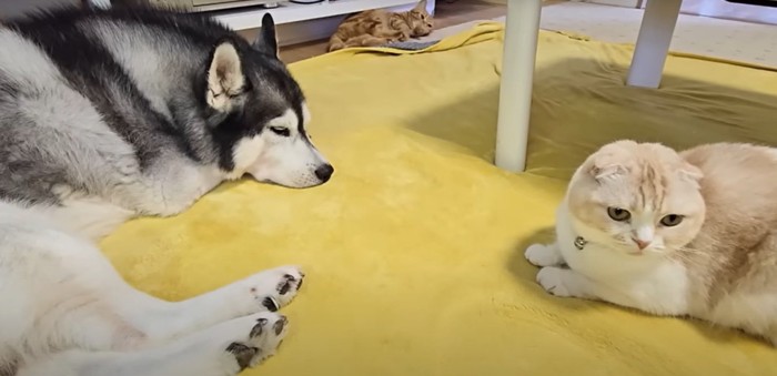 犬と子猫