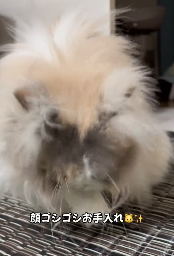 もふもふの猫