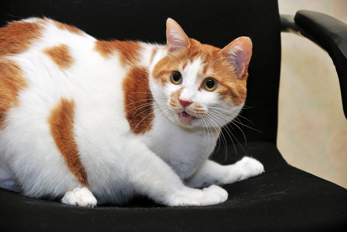 イスの上で驚いている猫