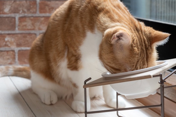 高さのある食器から食べる猫