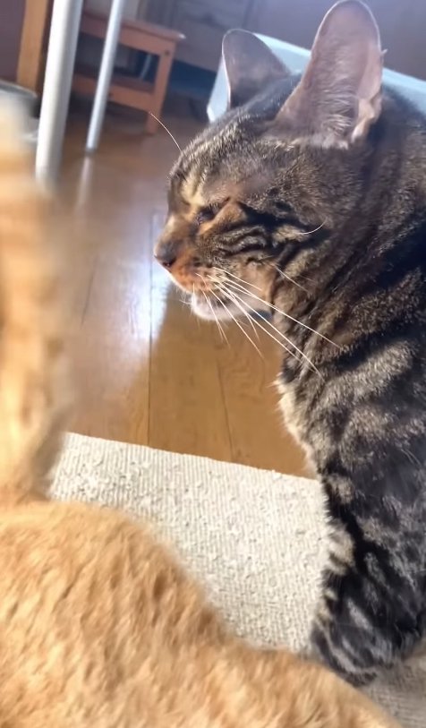 茶トラのそばで嫌そうな顔をするベンガル