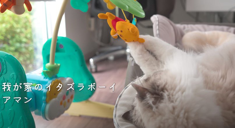 赤ちゃんのおもちゃで遊ぶ猫