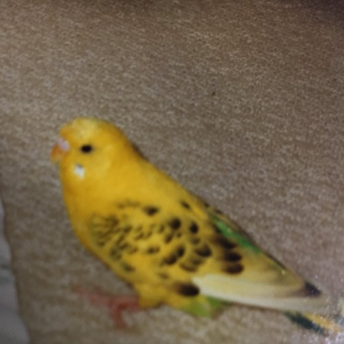 #手乗りインコ#