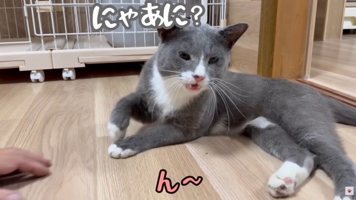 テロップ「にゃあに?」