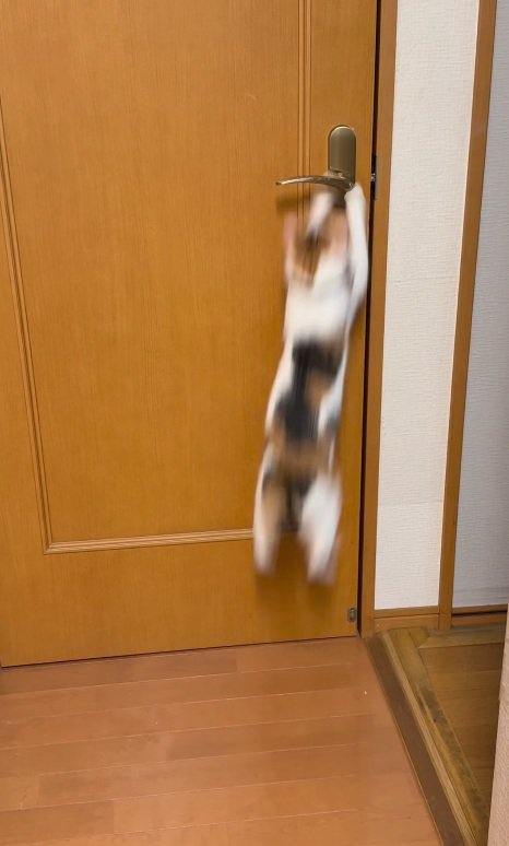 ジャンプする猫