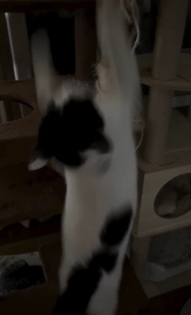 落下している猫