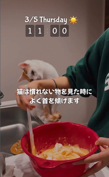 ケーキ作りを座って見ている猫