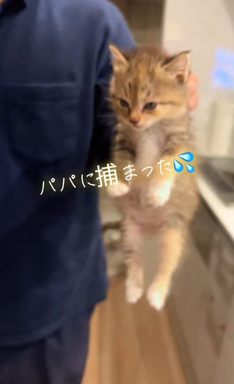 首根っこをつかまれて持ち上げられる子猫