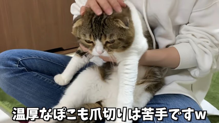 頭をなでられる猫