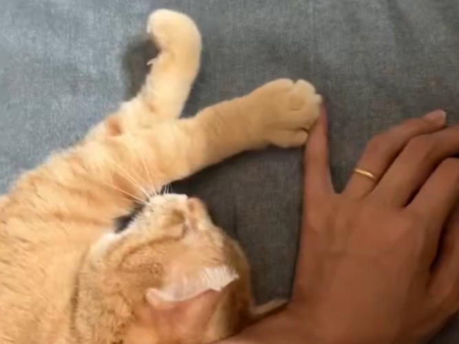 飼い主の小指をにぎにぎする猫の手