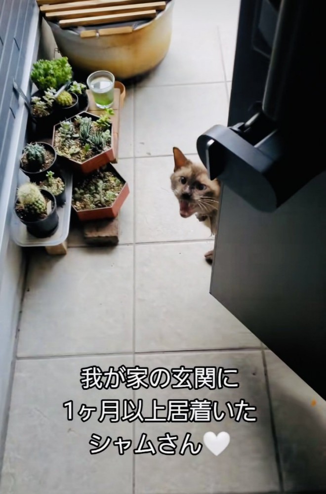 玄関の前で鳴くシャム猫