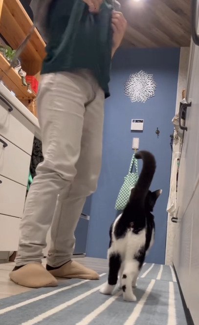 飼い主の足元にいる猫2