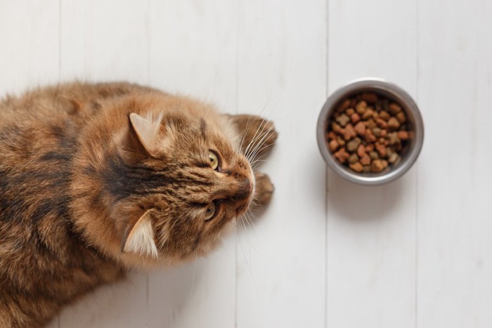 食事の前で座る猫