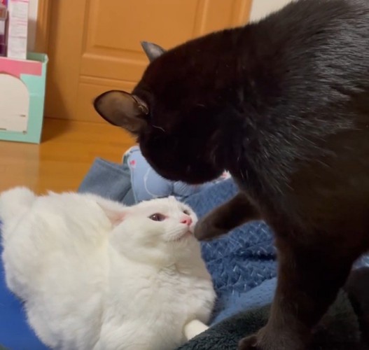 ケンカをしている2匹の猫