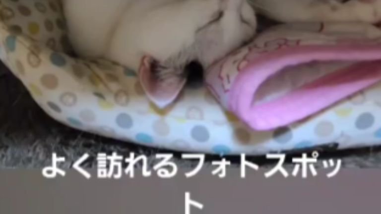 眠っている猫