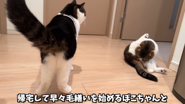 毛づくろいをする猫と立っている猫