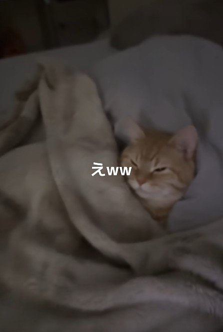 布団に入った猫