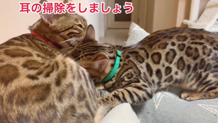 赤い首輪と緑色の首輪の猫