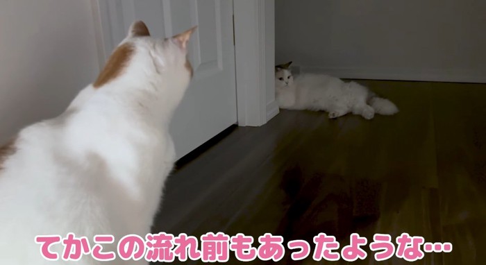 向かい合う猫