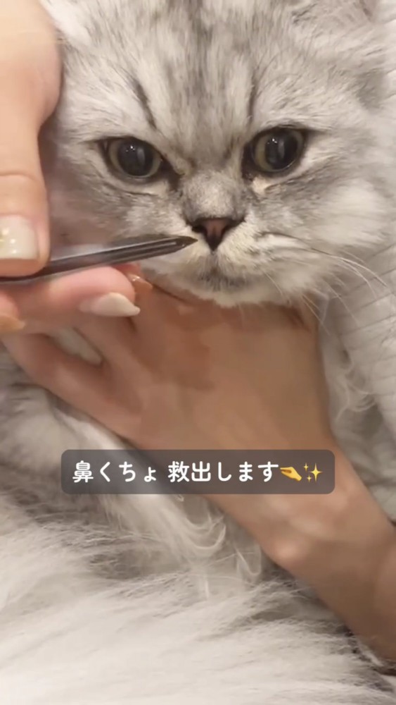 抱っこされる猫