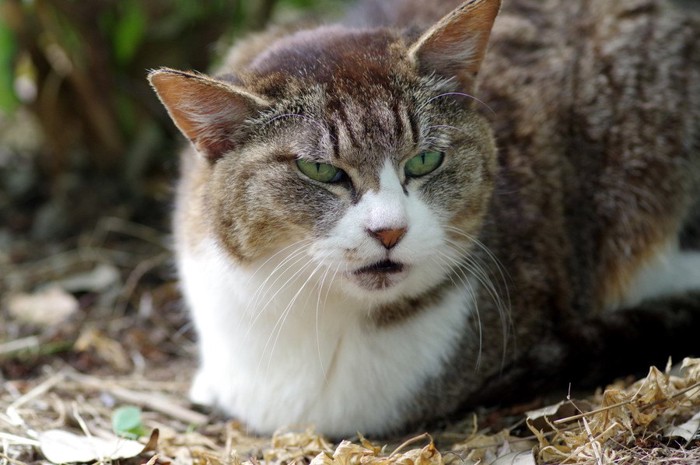 怒った顔の猫