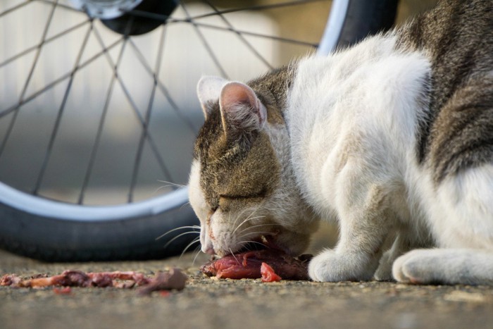 餌を食べる猫