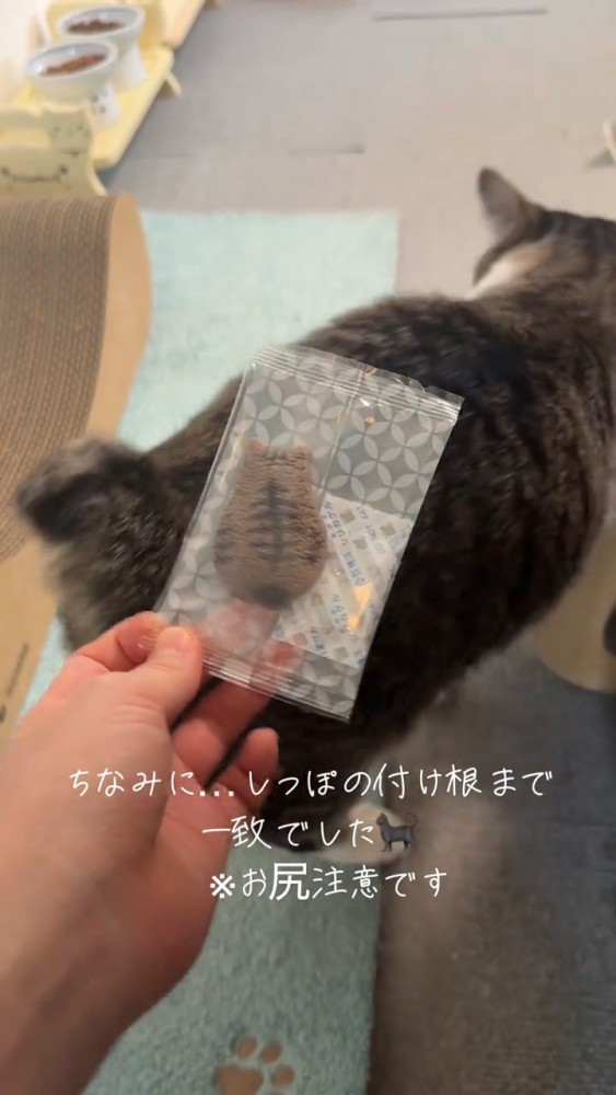 猫のしっぽ