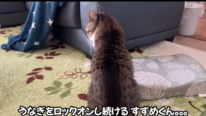 見つめる猫