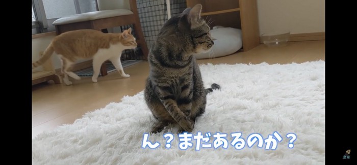 同じ方向を向く猫たち