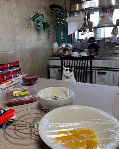 食卓と猫