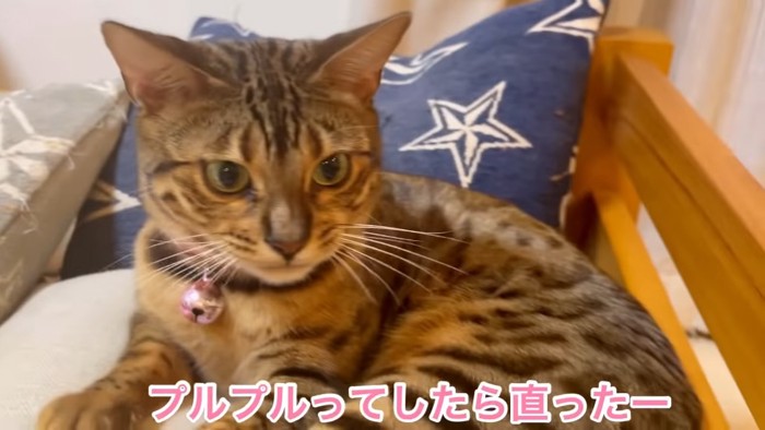 耳が元に戻った猫