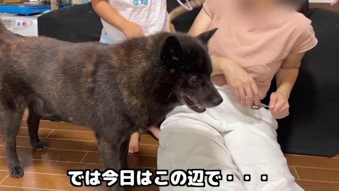 犬の横顔