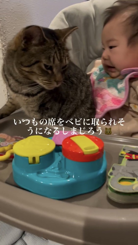 赤ちゃんと遊ぶ猫