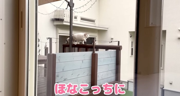 柵の上の猫