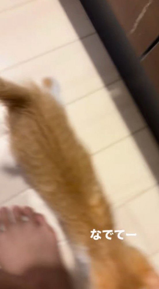 飼い主の足元にすり寄る子猫