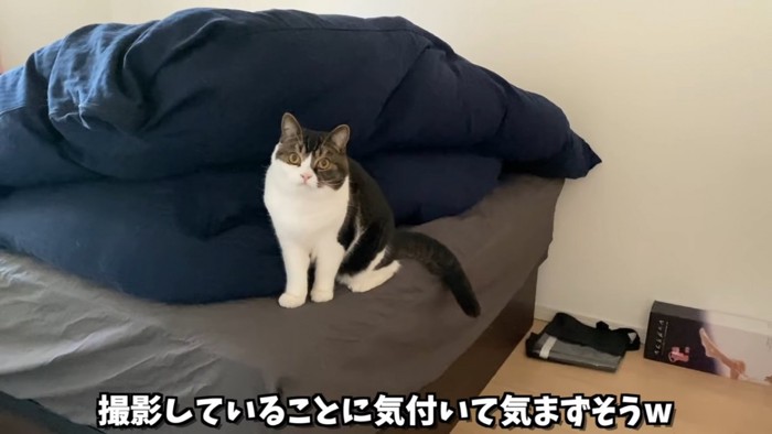 おすわりする猫