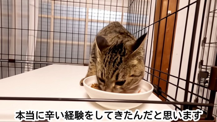 ケージの中でごはんを食べる猫