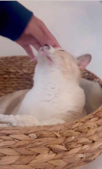 撫でられている猫
