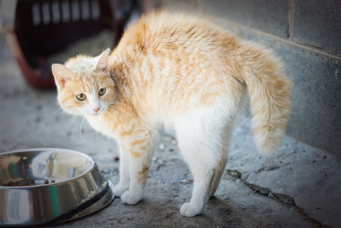 毛を逆立てて怖がっている猫