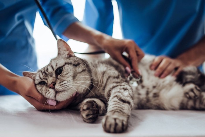 診察を受ける猫