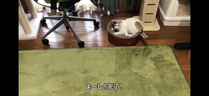 やっと退いてくれた